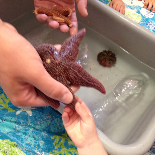 A person holding an octopus in front of a sink.