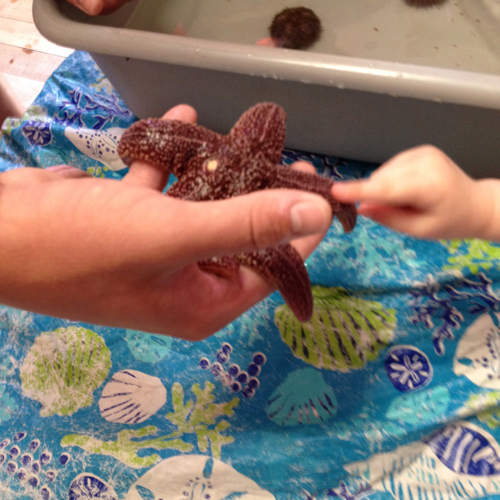 A person holding a chocolate cookie in their hand.