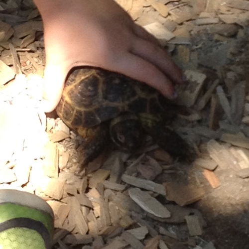 A person holding onto a turtle in the dirt