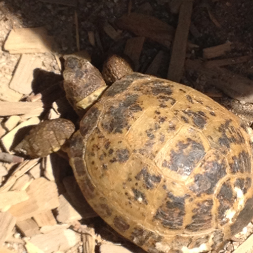 A turtle is sitting on the ground in the sun.