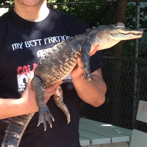 A man holding an alligator in his hands.