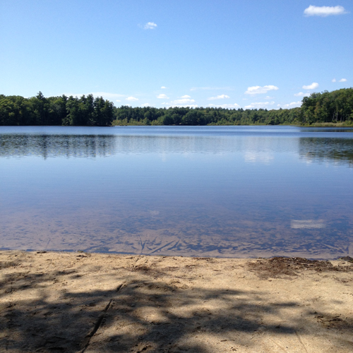 A body of water with trees in the background